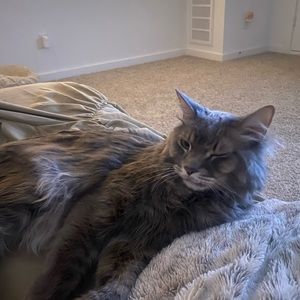 Meet your Posher, bane the cat